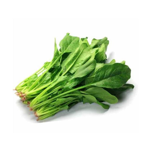 Spinach 시금치 Approx. 1.3b